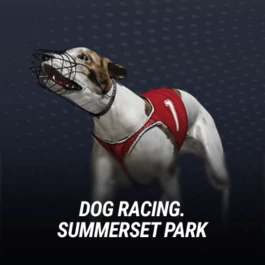 Dog racing. Summerset Park